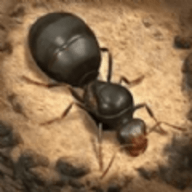 荒野蚂蚁模拟游戏下载